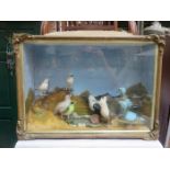 VICTORIAN GILDED DISPLAY CASE CONTAINING MODEL BIRDS
