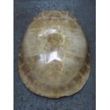 WHITE TURTLE SHELL, COMES WITH ARTICLE 10 CITES CERTIFICATE,