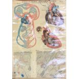 A vintage Max Brodel anatomical wall chart of the heart, W. 104cm.