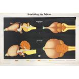 A vintage German anatomical wall chart, W. 107cm.