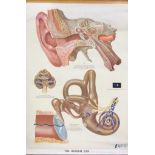 A 1952 anatomical wall chart of the ear, W. 77cm.