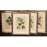 Four gilt framed prints of fruit, 51 x 62cm.