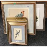 Seven framed prints of birds, largest 52 x 60cm.