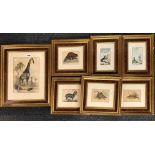 Seven gilt framed prints of animals, largest 39 x 46cm.