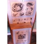 A collection of monochrome ornithological engravings, each in gilt frame.