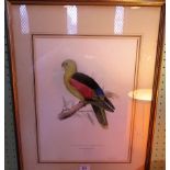After E Lear, a hand coloured lithograph of a crimson winged parakeet, 43 x 31cm.