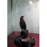 A preserved and well modelled Mistle thrush beneath glass dome on ebonised plinth.