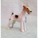 A Beswick model of an Airedale, Champion Calavera Romulus, gloss glazed.