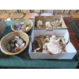 A collection of geodes, fossils, sea shells and other crystals.