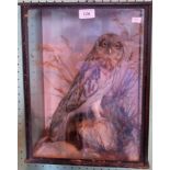 TAXIDERMY: A Tawny owl in glass case.