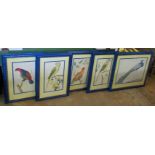 A set of five framed and glazed prints of Birds of Paradise.
