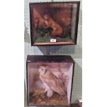 Taxidermy: a cased white tawny owl, together with a cased red squirrel.