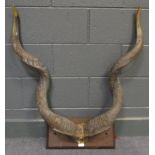 Kudu horns, a pair on a partial skull mount, 90cm (35.5in)