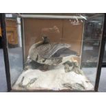 Pink Footed Goose (Anser brachyrhynchus), a full mount cased specimen, on a snowy rock base in