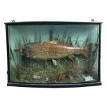 Brown Trout (Salmo trutta),a cased fish, cased on blue background with card label on base 'Brown