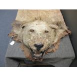 A Lion skin rug, (Panthera) with full head mount, 183cm long (6ft) (not including tail)