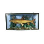 Barbel, (Barbus barbus), a cased fish, with blue background with F.W. Anstiss London label and