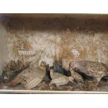 English partridges, a brace with chicks in a glazed case, 40 x 69 x 23cm (16 x 27 x 9in)