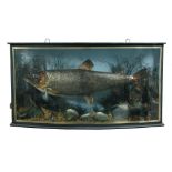 Brown Trout, (Salmo trutta) a cased fish, by H Tindall, on blue background with label caught by G