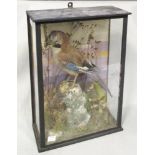 Jay, (Garrulus glandarius), a full mount, in a glazed display case 40 x 28 x 13cm (16 x 11 x 5in)