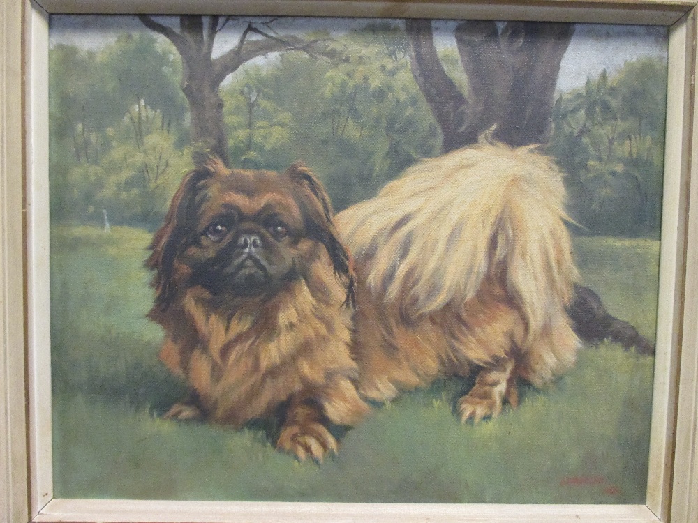 J Wheeler, study of a Pekinese dog, signed dated 1960, oil on canvas 39 x 49cm