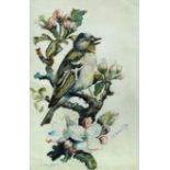 § Attributed to Charles F Tunnicliffe, OBE, RA (British, 1901-1979) Chaffinch on apple blossom