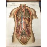 Two colour printed anatomical abdominal wall charts, mounted on rollers, c.1920s-30s (2)