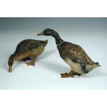 A brace of Austrian cold painted bronze Mallard ducks, unmarked, the drake 14cm (5.5in) high (2)