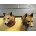 Three mounted fox masks and a brush (4)