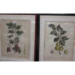 A collection of botanical prints