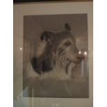 Kate Morrell (British, 20th century) Portrait of a collie dog 'Blackie' signed, charcoal and pastel,
