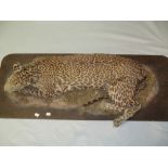 A Taxidermy Leopard, full mount lying down, 71 cm (28in) long