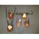 Five mounted pairs of horns, to include oryx, wildebeest, painted smooth antelope, and gerenuk