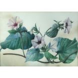 § Lilian Snelling, MBE (British, 1879-1972) 'Ipomoea' - Morning glories inscribed to the reverse "