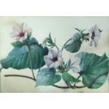 § Lilian Snelling, MBE (British, 1879-1972), 'Ipomoea' - Morning glories, inscribed to the