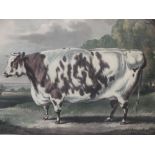 The Everingham Short Horned Prize Cow, a coloured engraving after W. Davis, framed