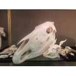 A collection of animal skulls to include a horse, shire horse, greyhound, gannett, grey heron,