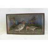 A glass cased taxidermist's study of a group of birds.