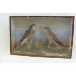 A glass cased taxidermist's study of two birds of prey.