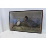 A glass cased taxidermist's study of two birds.