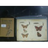 A Group of Butterfly Studies; with approximately sixty-five different species, laid down on thirty-