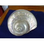 A Conch Shell, the surface scraped to reveal Mother-of-Pearl and decorated with lettering and