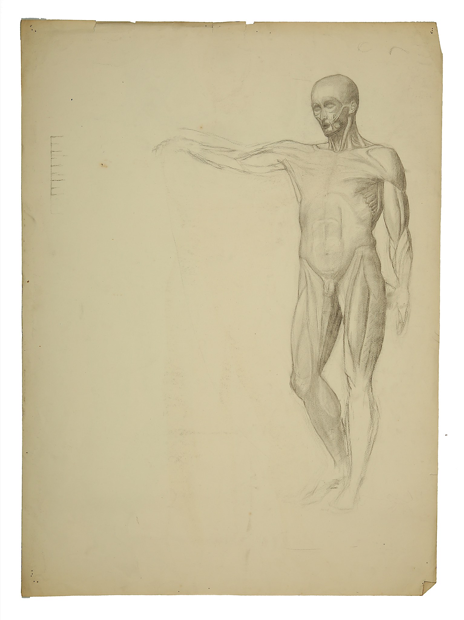 ESTELLA LOUISA MICHAELA CANZIANI (ENGLISH 1887-1964) ARR Standing Male Nude Signed lower right - Image 2 of 10