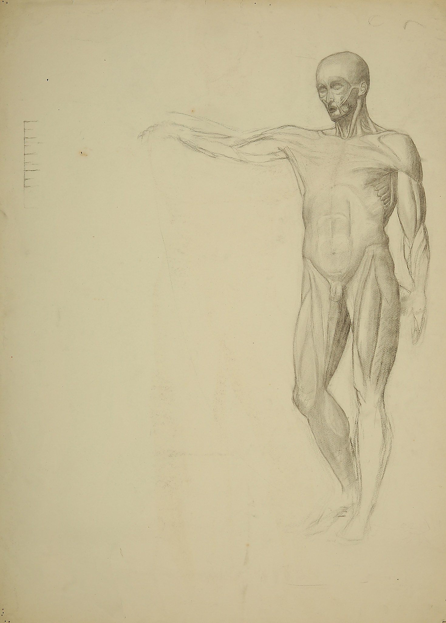 ESTELLA LOUISA MICHAELA CANZIANI (ENGLISH 1887-1964) ARR Standing Male Nude Signed lower right