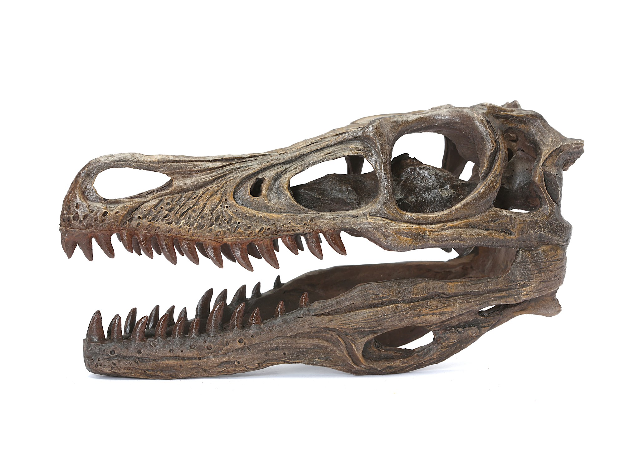 A REPLICA VELOCIRAPTOR SKULL  A museum quality model of a velociraptor skull, 25.5cm long, 13.5cm