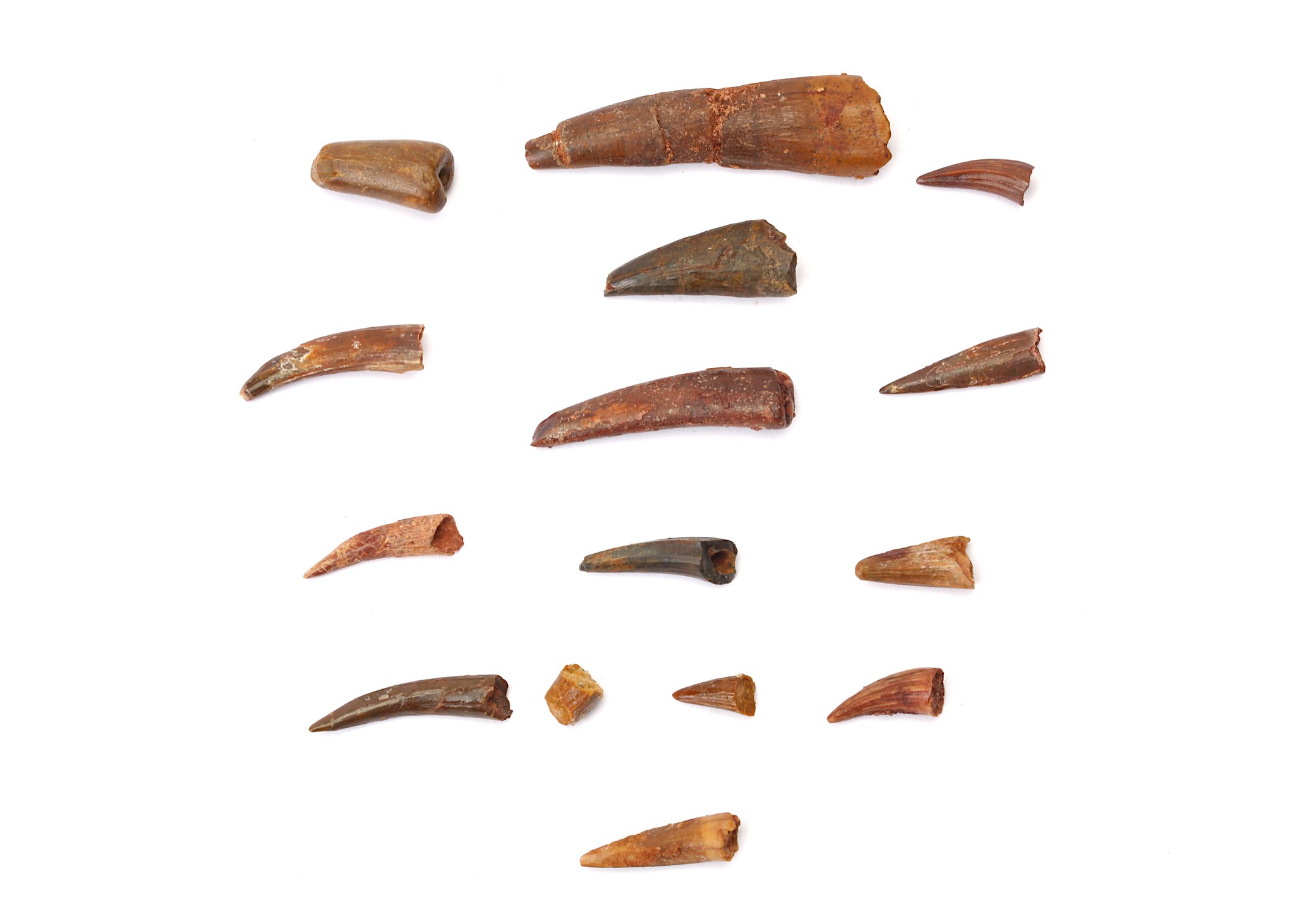 A GROUP OF PTEROSAUR FOSSIL TEETH The teeth from the Siroccopteryx moroccensis genus of pterosaur,