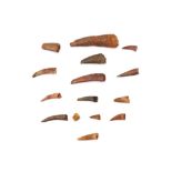A GROUP OF PTEROSAUR FOSSIL TEETH The teeth from the Siroccopteryx moroccensis genus of pterosaur,