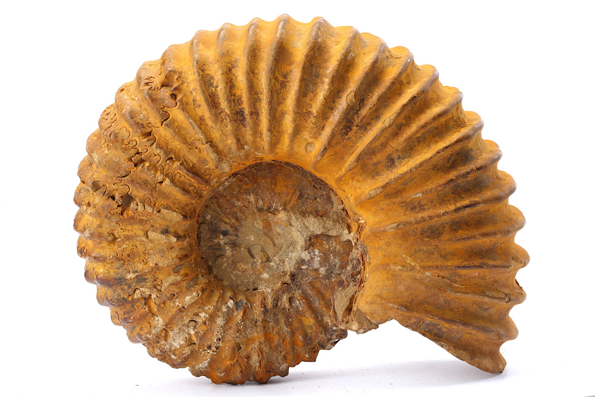 A LARGE FOSSILISED AMMONITE 21.5cm x 17.1cm. Footnotes: Ammonites are extinct molluscs that lived - Image 2 of 3