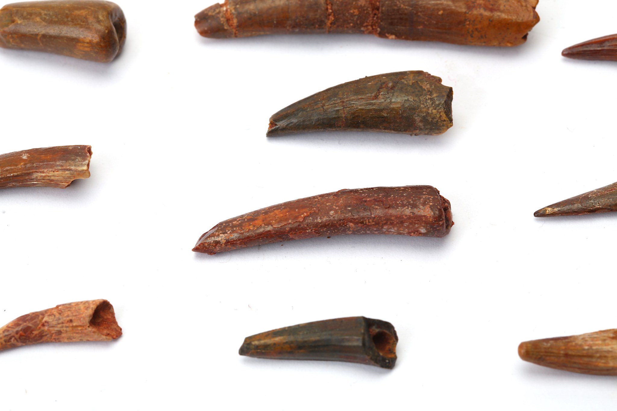 A GROUP OF PTEROSAUR FOSSIL TEETH The teeth from the Siroccopteryx moroccensis genus of pterosaur, - Image 2 of 2