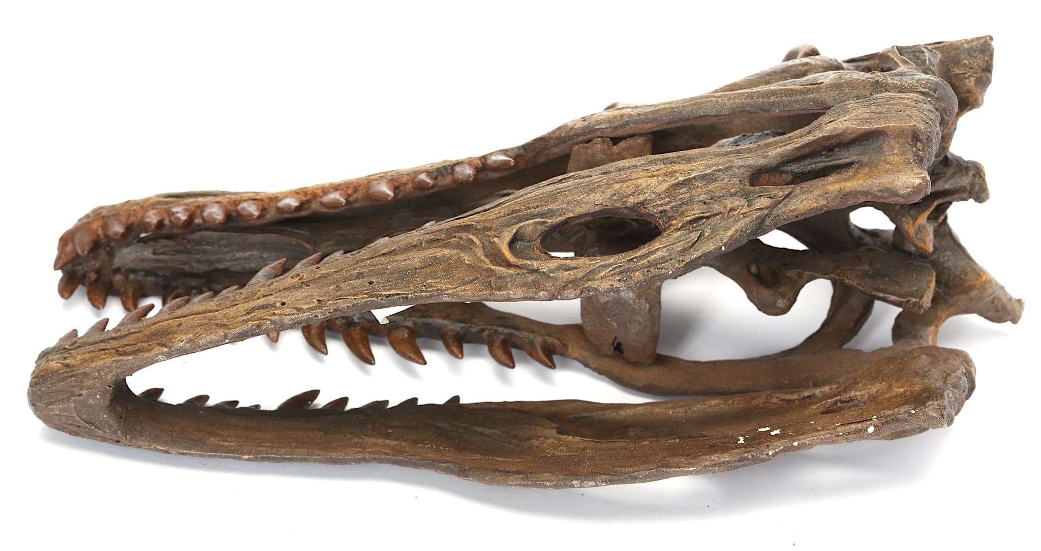 A REPLICA VELOCIRAPTOR SKULL  A museum quality model of a velociraptor skull, 25.5cm long, 13.5cm - Image 4 of 4